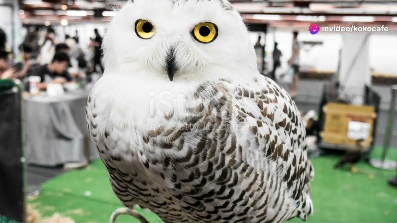 Equatorial Guinea's Enigmatic Endemics: Species Found Nowhere Else on Earth 