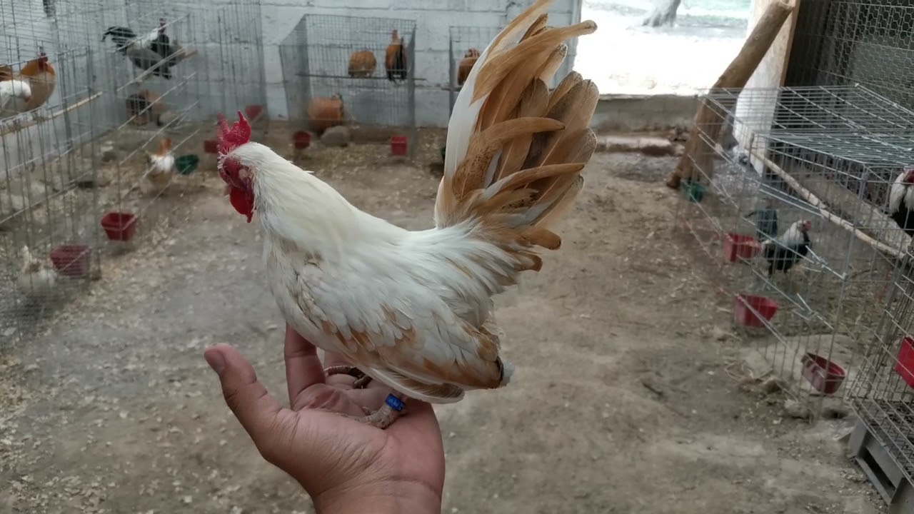 Gallo Golden White miniatura Kikiriki. 🐓 YouTube