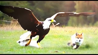 Eagle vs. Fox: A Rare Wilderness Confrontation#ai#GPT#sora#openai#story#animal