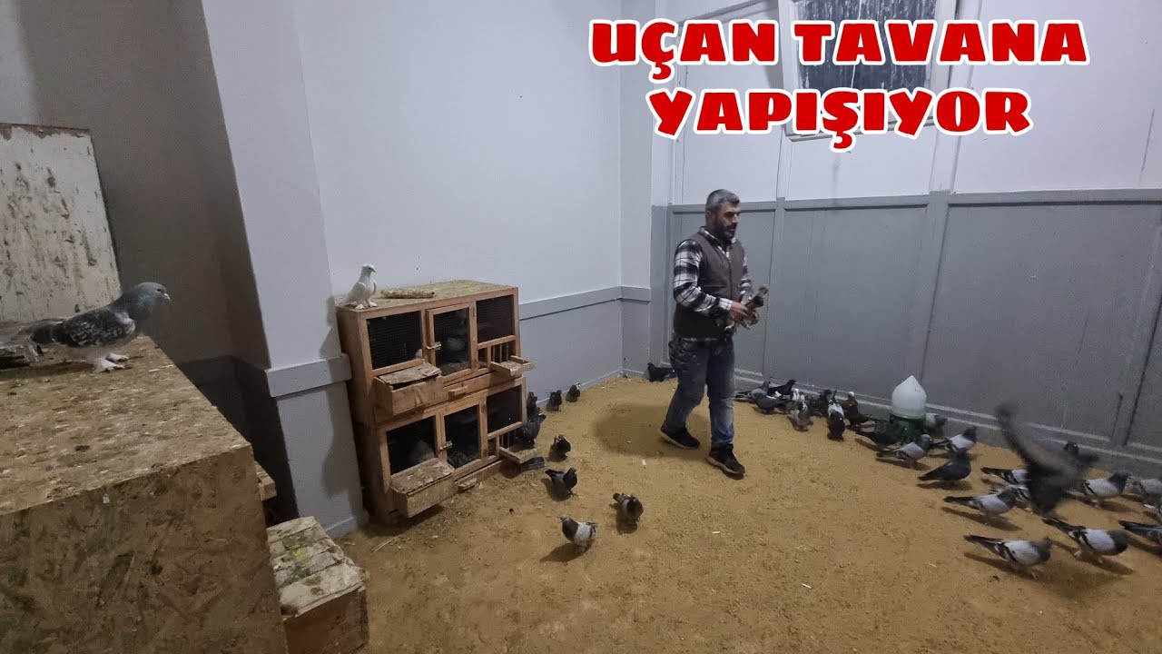 DOLU DOLU MAKİNE GİBİ OYUN KUŞLARI  SALİH YAVUZ UN YENİ MEKANI