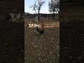 الديك ينده كوكو
