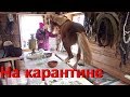 Приколы с конями! Шел 10-ый день карантина. Жесть!