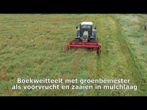 Video: Boekweitteelt - Boekweit gebruiken als bodembedekker en meer