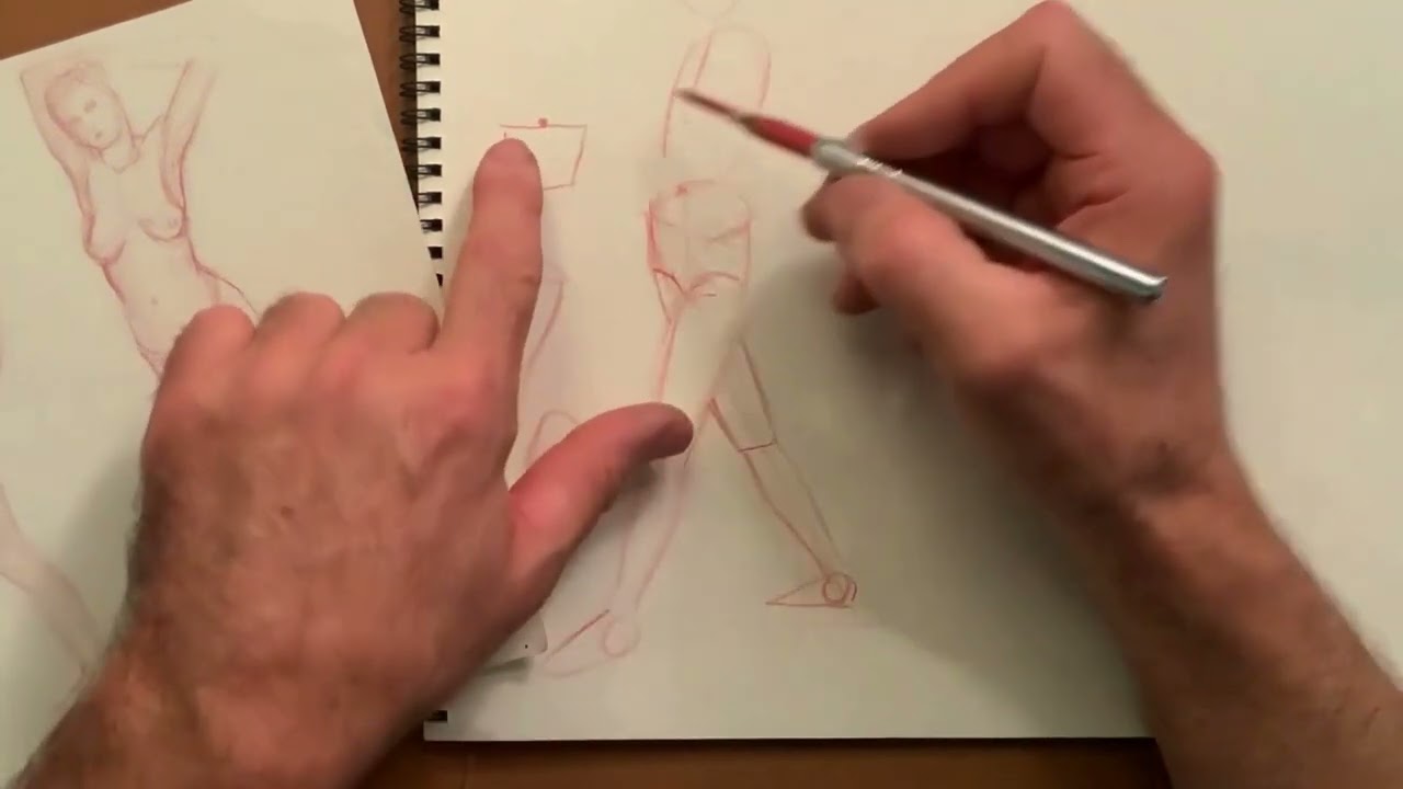 Anatomy for Artists Connecting limbs to the torso