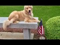 Providence Dog Trainers: Lola | Golden Retriever | Off-Leash Obedience | Best Dog Trainers in RI Providence Dog Trainers: Lola | Golden Retriever | Off-Leash Obedience | Best Dog Trainers in RI