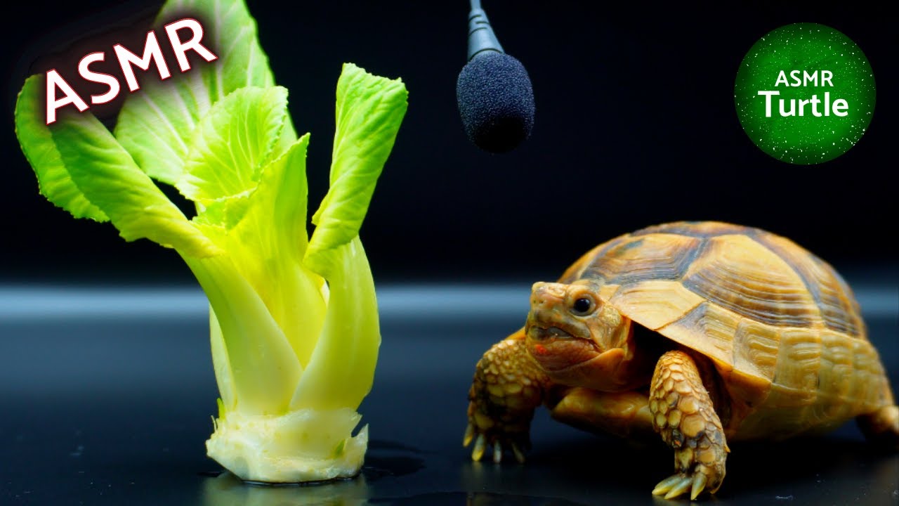 Turtle Tortoise Eating Bok Choy ASMR Mukbang🐢 YouTube