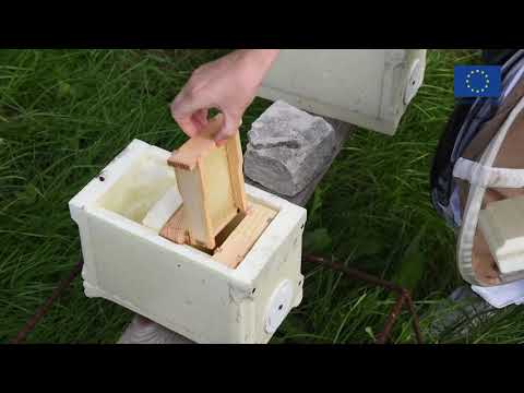 Video: Kā Pagatavot Sevis Gatavotu Bišu Kostīmu