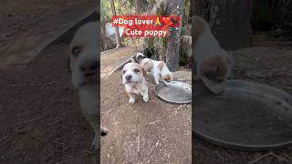 #Viral shorts#dogshorts #streetdog #cute Puppy#love #youtube #dog #Short clip #dogsworld #chowchow