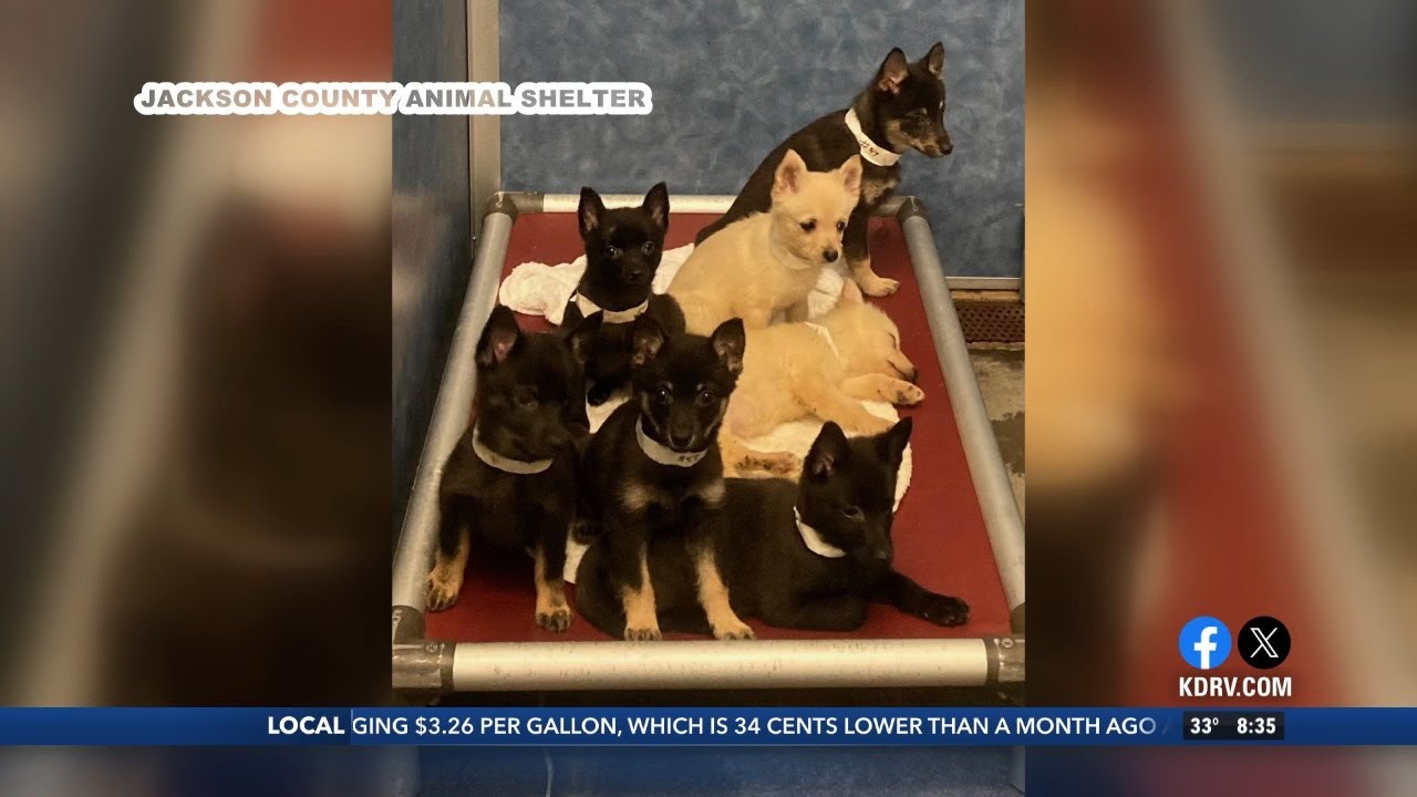 What’s next for the dogs in the Eagle Point hoarding case