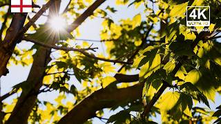 4K Nature Tree Background | Southend-on-Sea | Relaxing Ambient Wallpaper | 456
