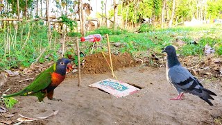 Pigeon Trap Processing Easy Creative Trap Simple Wood Pigeon Trap