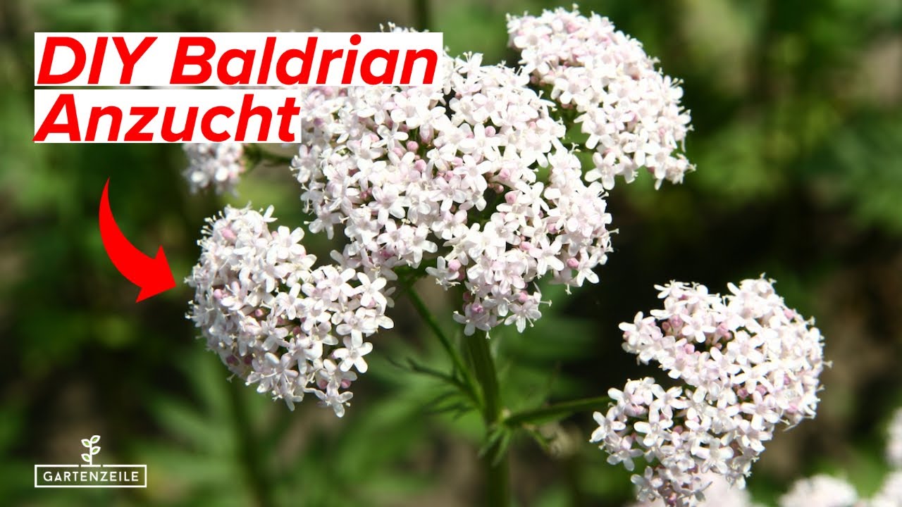 calcium fertilizer for plants Water Soluble Calcium (WCA) – secretelixirstore main image 0