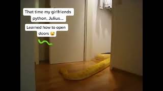 My Snake Learned How To Open A Door