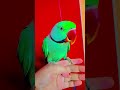 mithu Billi kaise bolega 🐈😺🐈 #parrot #trending #talkingparot #nonstoptalkingparrot #birds #viral 🦜😺