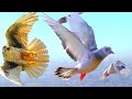 Снова прилетел Сокол Сапсан атакует моих голубей!!! Falcon Peregrine 9.11.2020