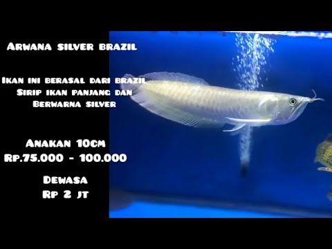 ikan hias predator harga terjangkau mudah dipelihara YouTube