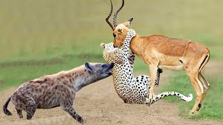 Hyenas Really Want To Rescue Impala From Leopard Hunting? Old Leopard is Bullied by Hyenas