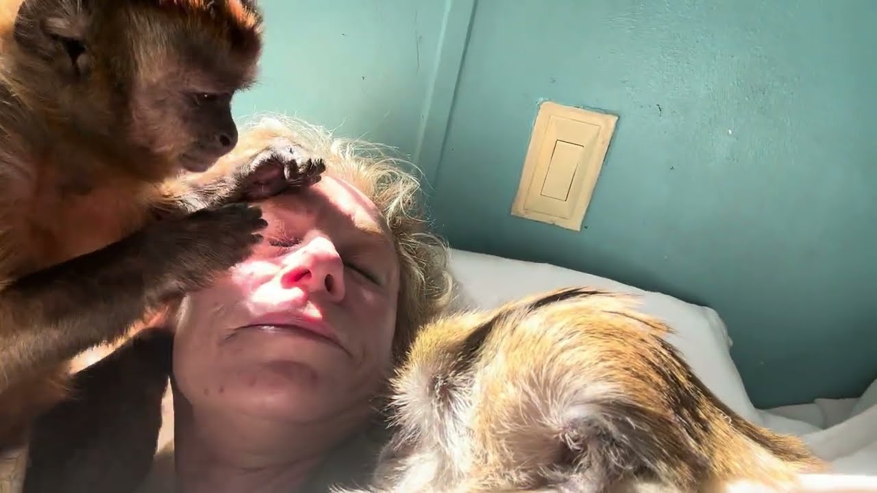 ASMR Dual Action Monkey Grooming 