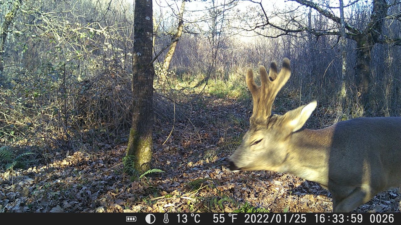 PIEGE PHOTO / BEST OF #2 (SANGLIERS, CHEVREUILS...)