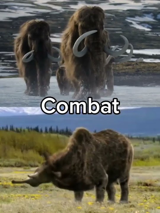 Woolly Mammoth vs Woolly Rhino #woollymammoth #woollyrhino