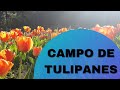 【BARILOCHE TIENE UN CAMPO DE TULIPANES】 💥 →  (Conoce como llegar ) ✅  🔥 💥