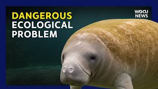 Manatee Park Tragedy Reveals Dangerous Ecological Problem