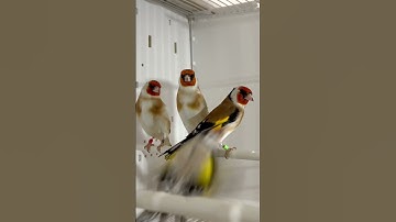 Major Goldfinches | Goldfinch Bird | Aviary Birds | Visiting Daoud Kasouh, DK