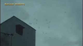 Suara burung walet panggil Tarik inap terbaik