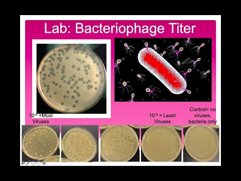 Video: Kompleks Pyobacteriophage - Bruksanvisning, Anmeldelser, Pris