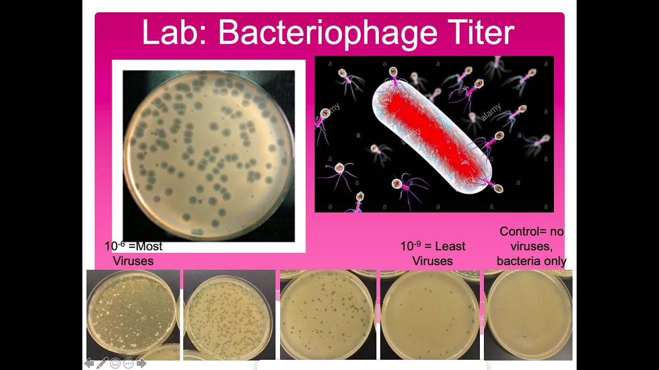 Bacteriophage Titer Lab. YouTube