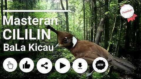 Cililin Gacor Durasi Panjang || Tembakan Burung Juara || Jernih dengan Jeda Alami