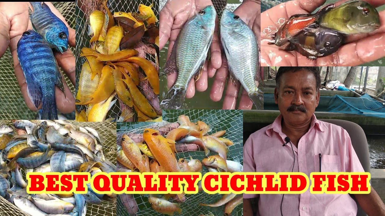 KOLKATA BEST QUALITY CICHLID FISH FARMING🐕DIAMOND HARBOUR FISH FARM🐕