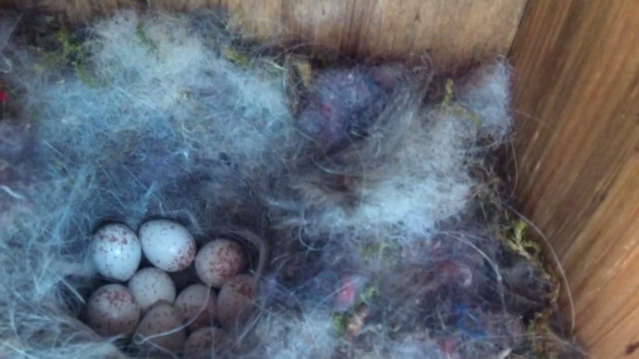 Kohlmeise Nest 2022.