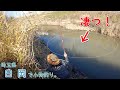 想定外の爆釣ポイント! 〇〇って本当に〇〇って鳴くんですね! 埼玉県 白岡で小物釣り。