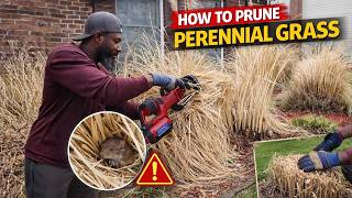 Don’t Cut Back Ornamental Grasses Until You Watch This | Early Spring Pruning Tips