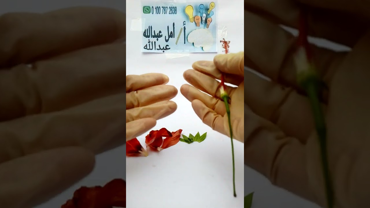 تشريح الزهرة 🌹