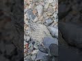 Stumbled On THIS 😱😱‼️ #rockhounding #fossil #treasure #nature