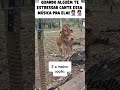A melhor opção, sextou com Humor #humor #bomdia #shortvideo