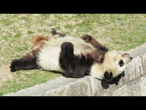 ころりんこ、タンタン♥ 転がって、木に登って元気なタンタン🐼 タンタンそれは・・・🐼 #王子動物園🐼