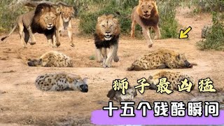 15個獅子獵殺各種動物的場面，鬣狗、河馬被獅子無情撕碎！ 動物大戰