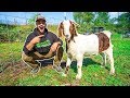 I Bought a GIANT GOAT for My BACKYARD FARM!!!