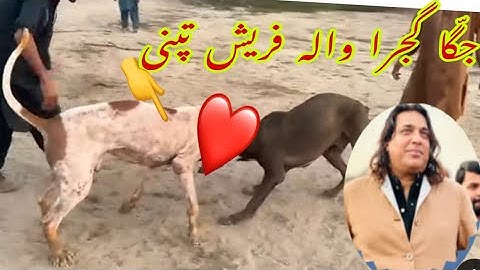 Jagga Gujjra Wala Fresh Tapni video: Sardar Fawad Gujjar sadar Pak Gujjar Group ready For25/12/2025 