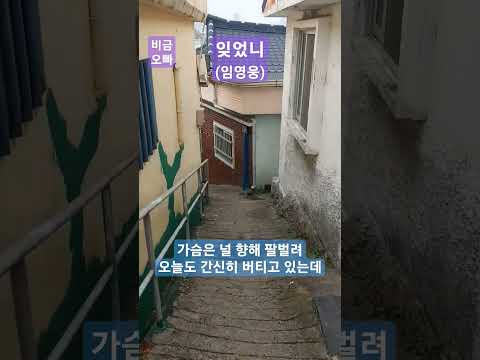구독자영상신청곡 012 잊었니 날 잊어버렸니 잊었니 임영웅 완도 비금오빠