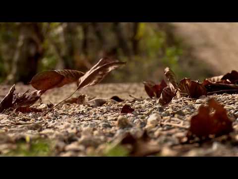 \"ურმული\" უშანგი შარვაშიძე 90 წლის • სოფ.ვანთა(თელავი) 2018წ