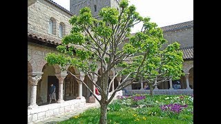 The Cloisters -- Art and Beauty from the Middle Ages