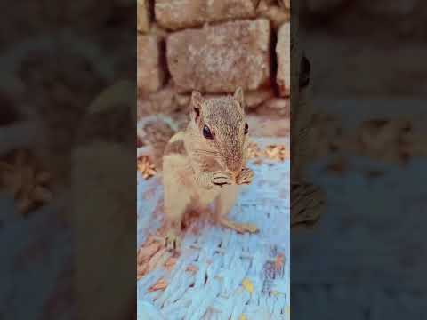 feeding chipmunk and squirrel status # shorts # video 😍