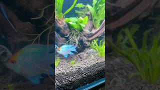 Wait till end 😳🔥 Best fish kaun si hai? #shorts #aquarium #youtube #fishtank