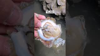 TALABA o OYSTER #talaba #oysters