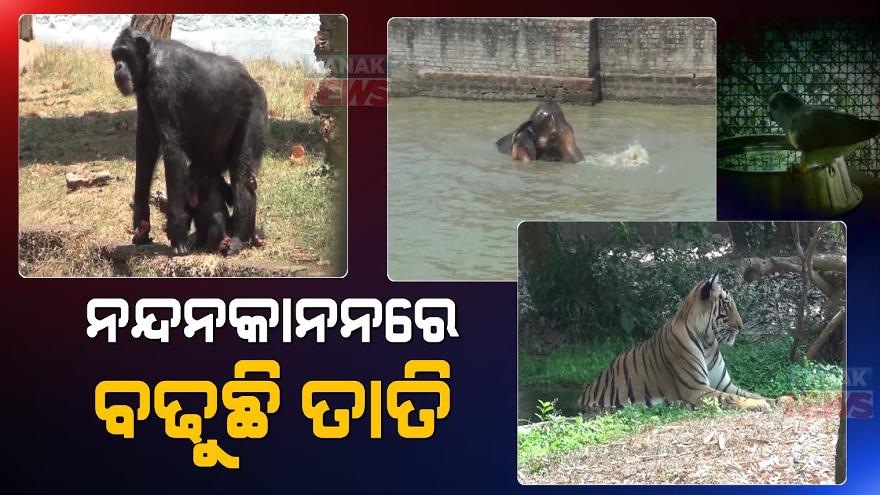 Residence Animal Finding Hard To Beat The Heat At Nandankanan Zoological Park