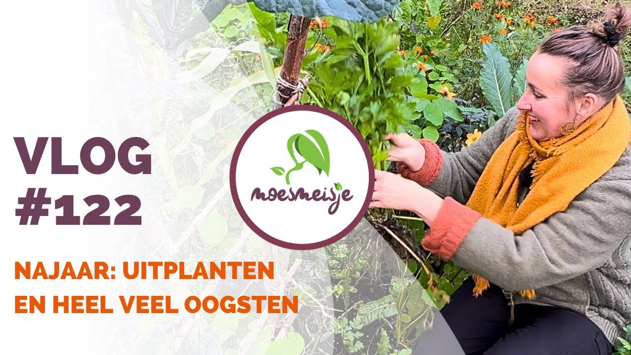 MOESTUINVLOG #122 | Najaar: ik oogstte mijn eerste bleekselderij ooit en eindelijk een dikke prei 😃